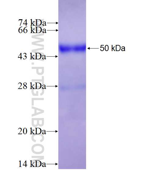 ICT1 fusion protein Ag0647 SDS-PAGE