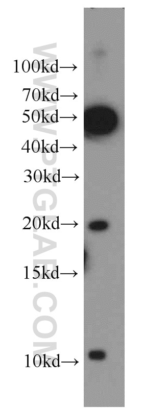 Western Blot (WB) analysis of PC-3 cells using ID1 Polyclonal antibody (18475-1-AP)