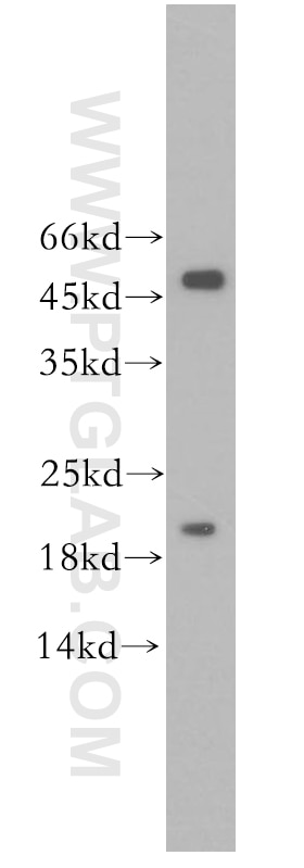 Western Blot (WB) analysis of PC-3 cells using ID1 Polyclonal antibody (18475-1-AP)