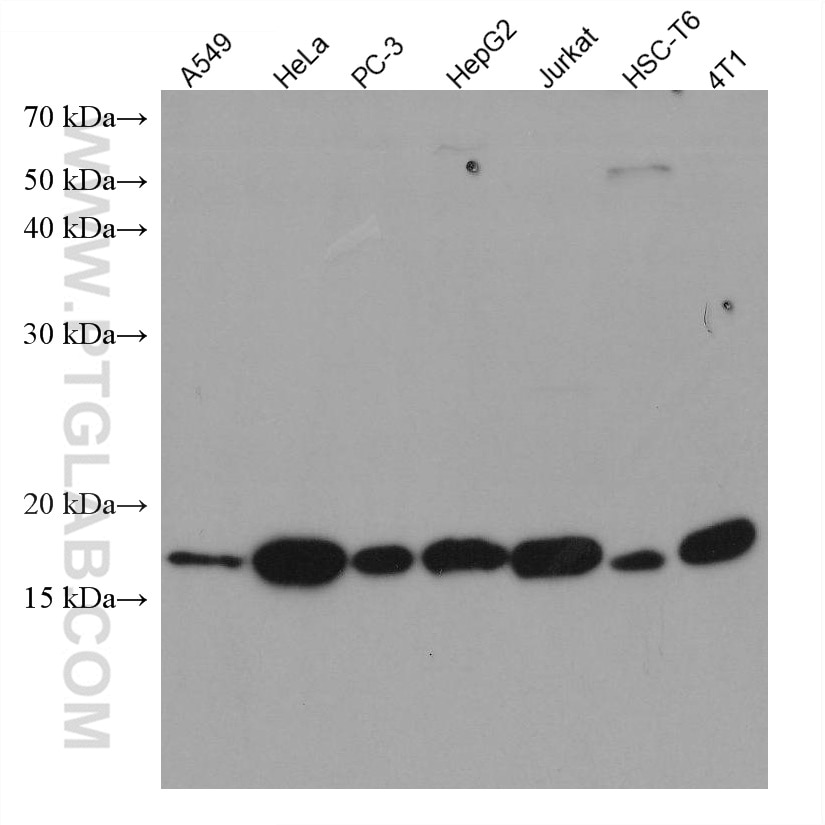 Western Blot (WB) analysis of various lysates using ID1 Monoclonal antibody (67827-1-Ig)