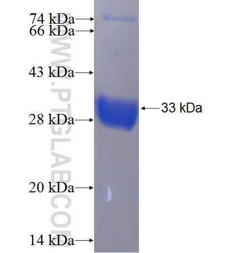 ID1 fusion protein Ag24342 SDS-PAGE