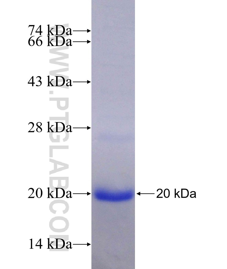 ID1 fusion protein Ag29679 SDS-PAGE