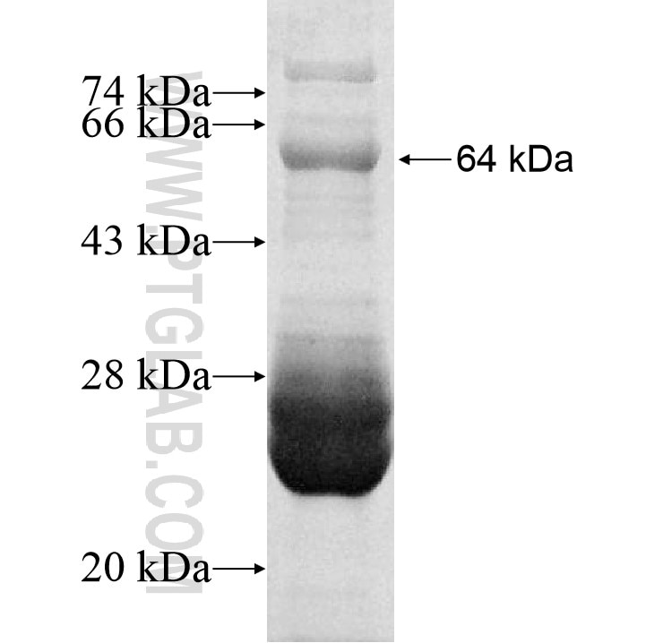 ID10181-1-1 fusion protein Ag13059 SDS-PAGE