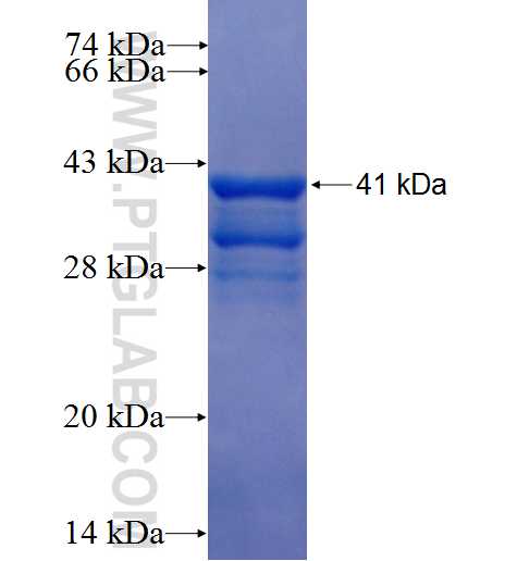 ID2 fusion protein Ag3179 SDS-PAGE