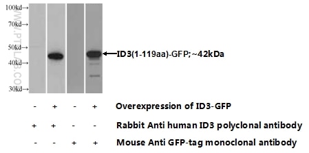 Western Blot (WB) analysis of Transfected HEK-293 cells using ID3 Polyclonal antibody (10389-1-AP)