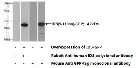 WB analysis of Transfected HEK-293 using 10389-1-AP