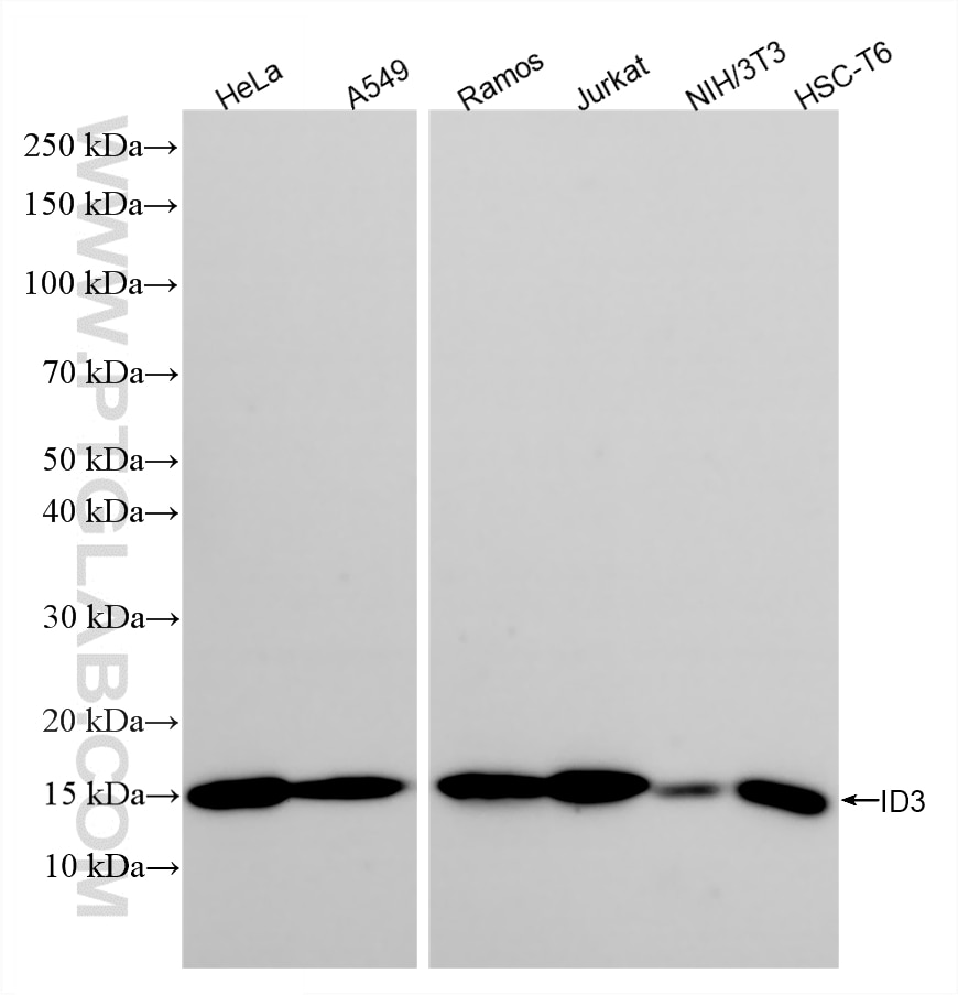 WB analysis using 86979-1-RR Western Blot (WB) analysis of various lysates using ID3 Recombinant monoclonal antibody (86979-1-RR)