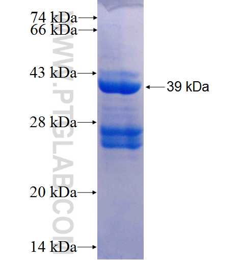 ID3 fusion protein Ag0588 SDS-PAGE