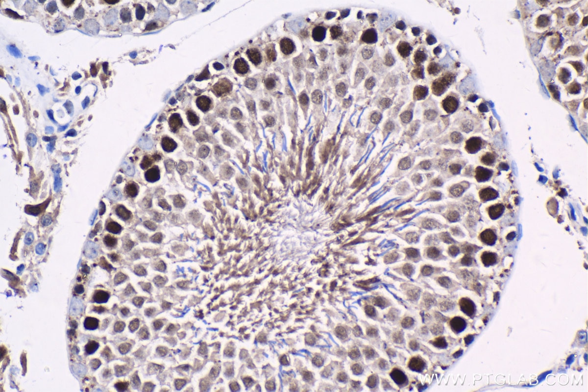 Immunohistochemistry (IHC) staining of rat testis tissue using ID4 Polyclonal antibody (21803-1-AP)