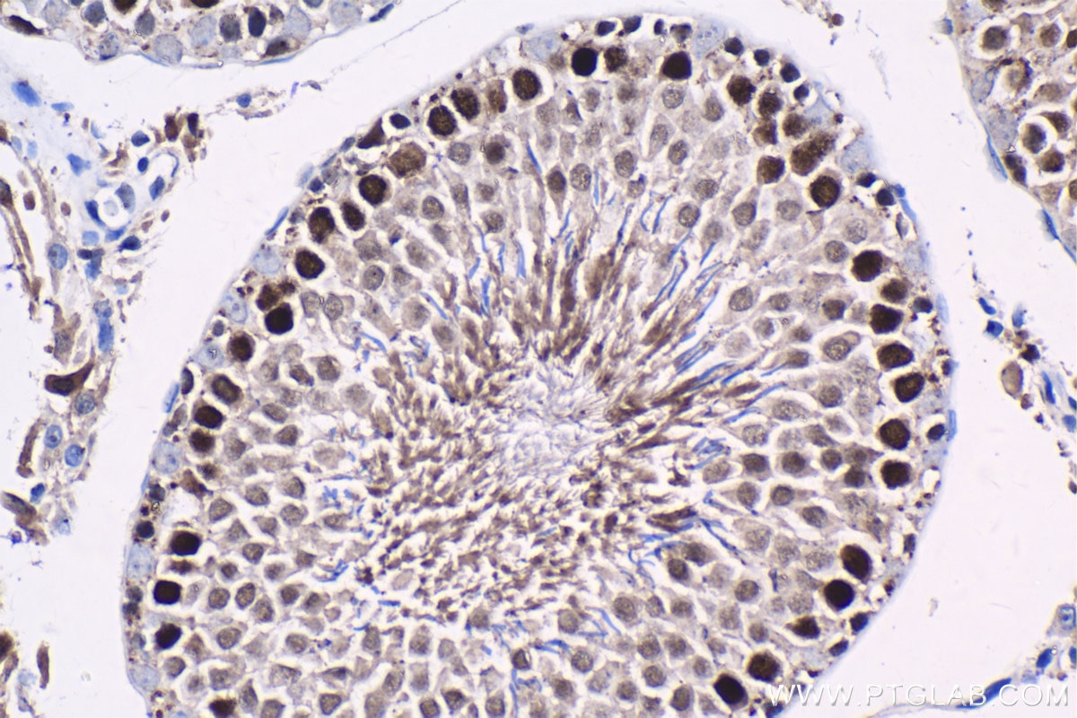 IHC staining of rat testis using 21803-1-AP