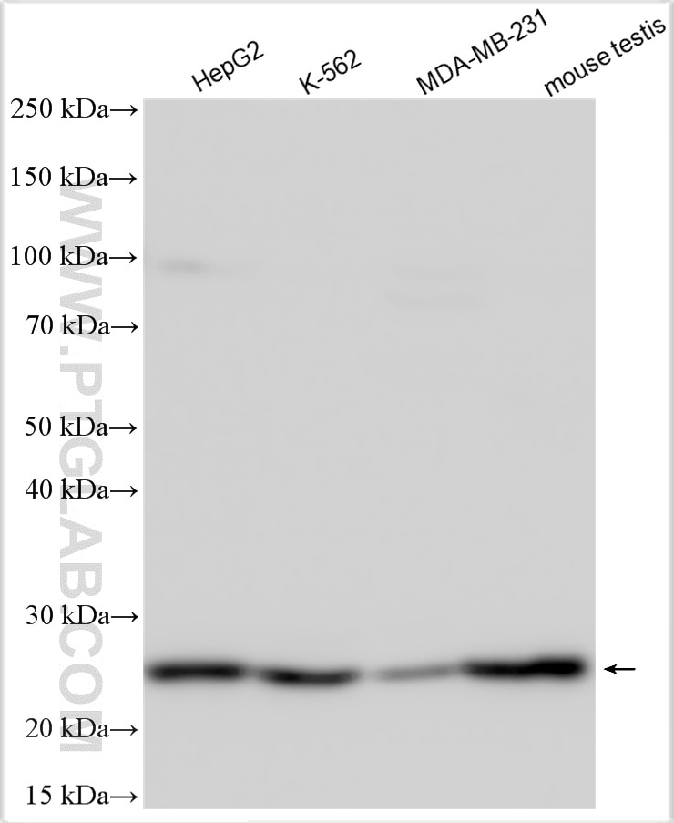 Western Blot (WB) analysis of various lysates using ID4 Polyclonal antibody (21803-1-AP)