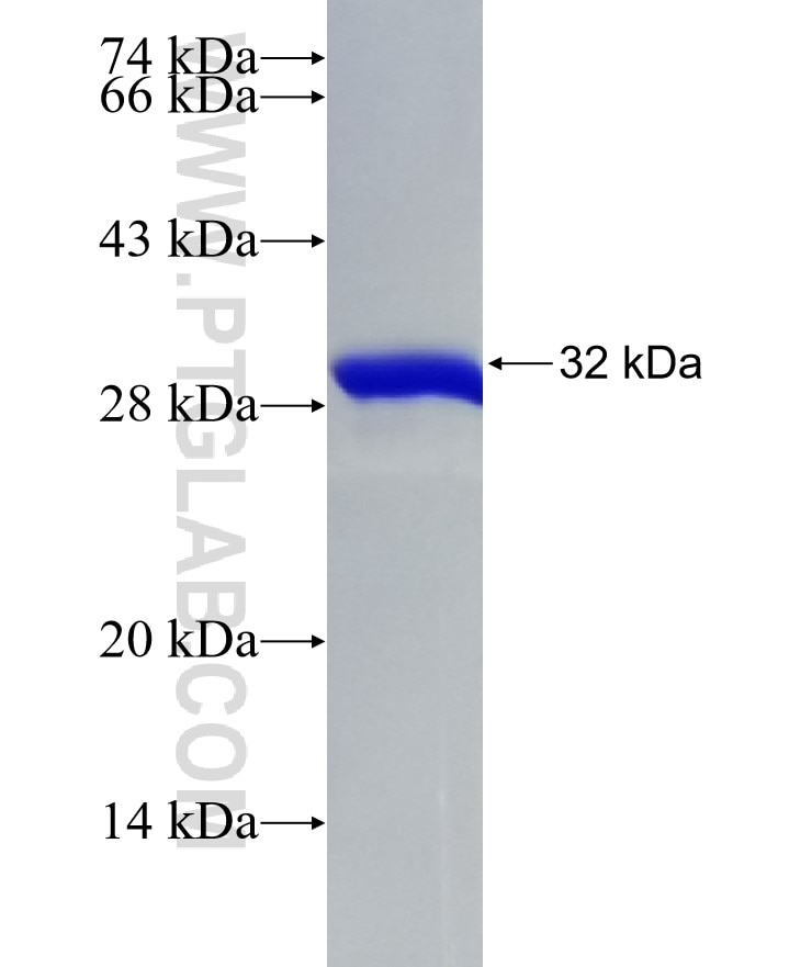 ID4 fusion protein Ag16883 SDS-PAGE