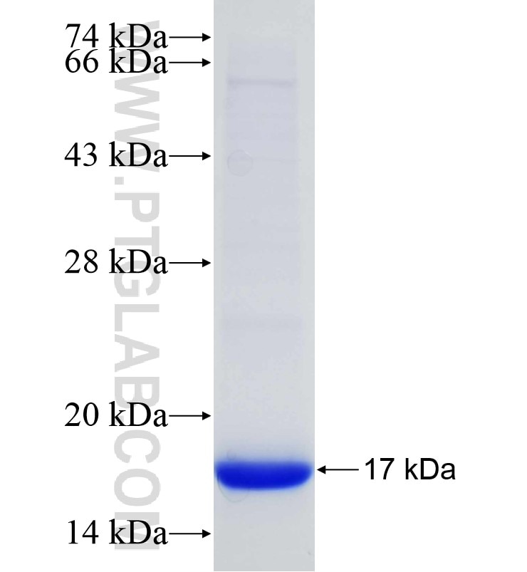ID4 fusion protein Ag17444 SDS-PAGE