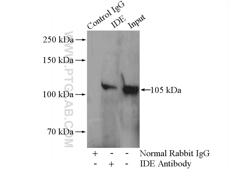 Immunoprecipitation (IP) experiment of HepG2 cells using IDE Polyclonal antibody (21728-1-AP)