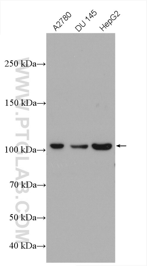 Western Blot (WB) analysis of various lysates using IDE Polyclonal antibody (21728-1-AP)