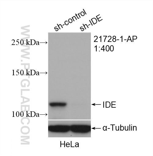 Western Blot (WB) analysis of HeLa cells using IDE Polyclonal antibody (21728-1-AP)