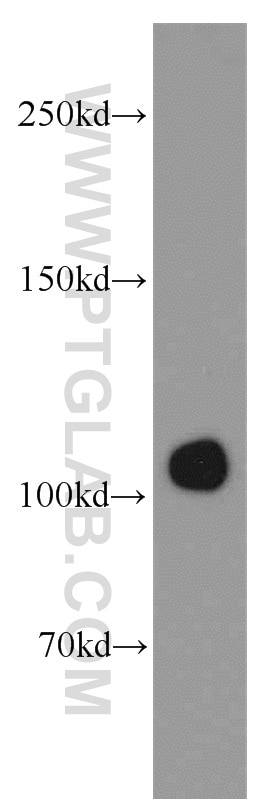 Western Blot (WB) analysis of HepG2 cells using IDE Polyclonal antibody (21728-1-AP)