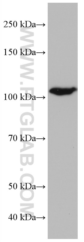 Western Blot (WB) analysis of HeLa cells using IDE Monoclonal antibody (67106-1-Ig)