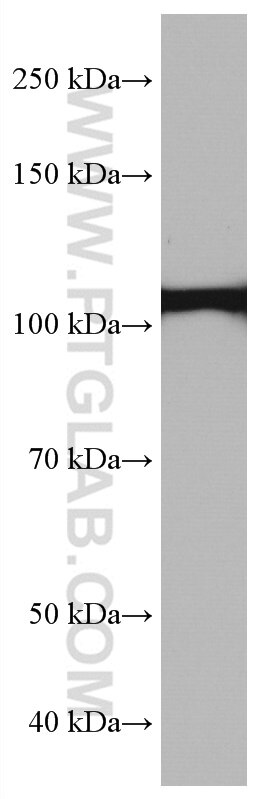 Western Blot (WB) analysis of A375 cells using IDE Monoclonal antibody (67106-1-Ig)