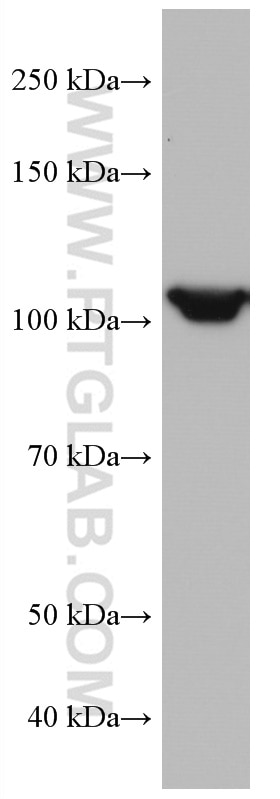 Western Blot (WB) analysis of HepG2 cells using IDE Monoclonal antibody (67106-1-Ig)