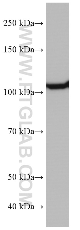 Western Blot (WB) analysis of Jurkat cells using IDE Monoclonal antibody (67106-1-Ig)