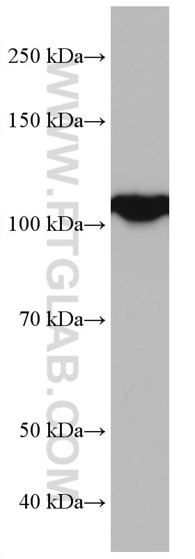 Western Blot (WB) analysis of HSC-T6 cells using IDE Monoclonal antibody (67106-1-Ig)