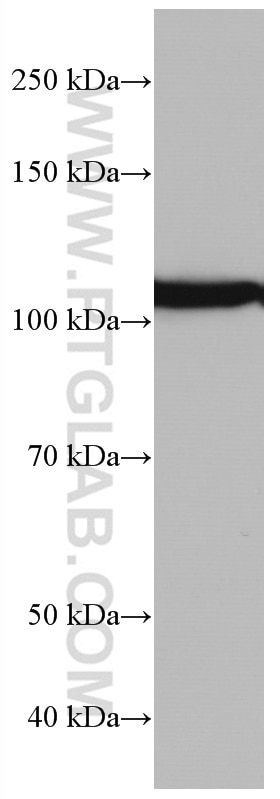Western Blot (WB) analysis of NIH/3T3 cells using IDE Monoclonal antibody (67106-1-Ig)