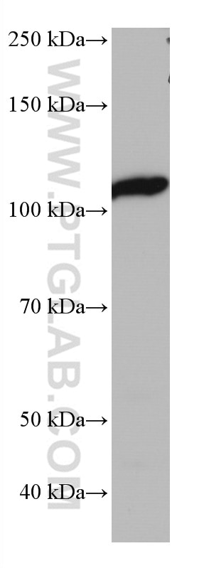 Western Blot (WB) analysis of RAW 264.7 cells using IDE Monoclonal antibody (67106-1-Ig)