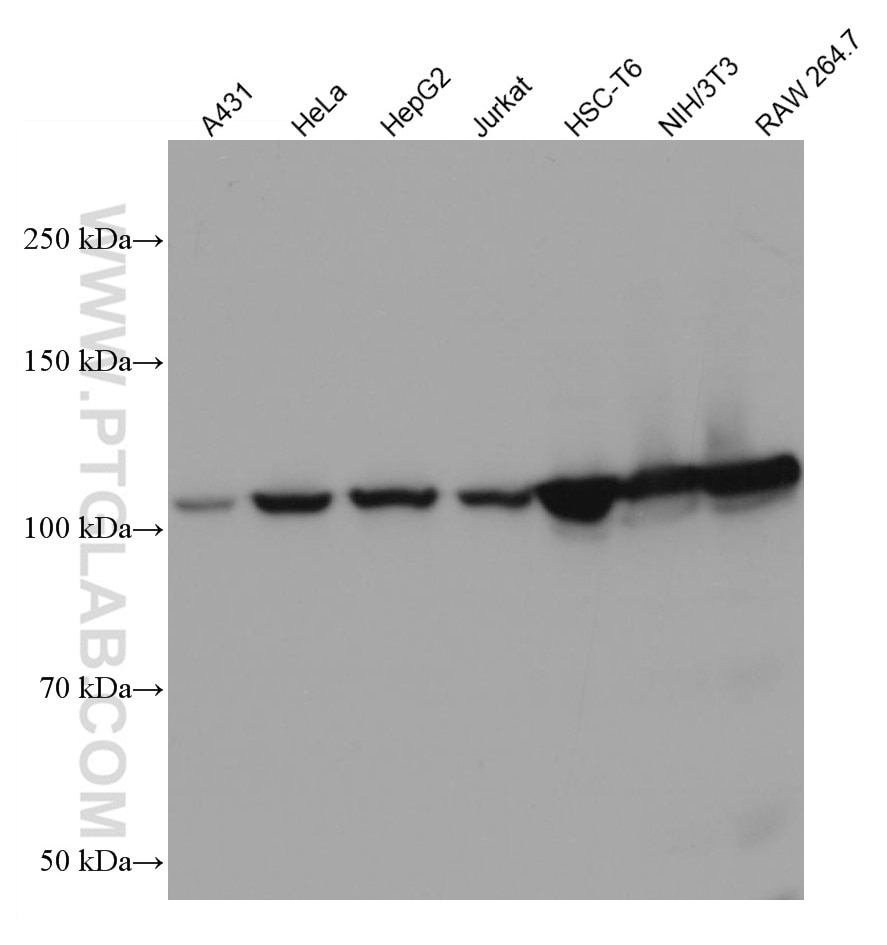 Western Blot (WB) analysis of various lysates using IDE Monoclonal antibody (67106-1-Ig)