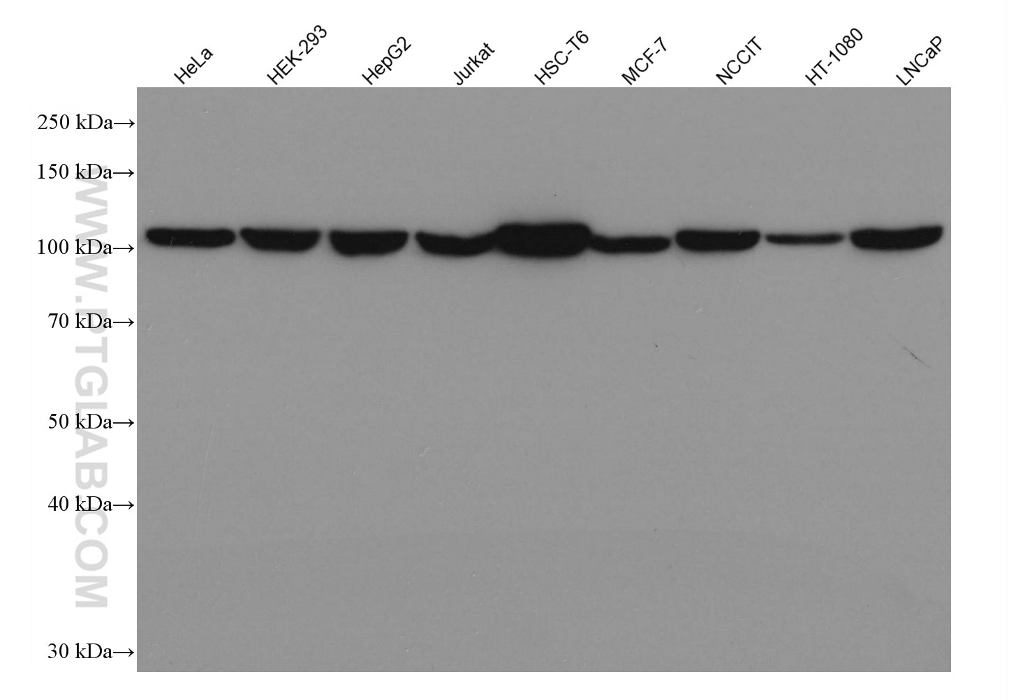 Western Blot (WB) analysis of various lysates using IDE Monoclonal antibody (67106-1-Ig)