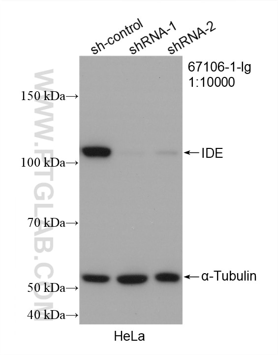 Western Blot (WB) analysis of HeLa cells using IDE Monoclonal antibody (67106-1-Ig)