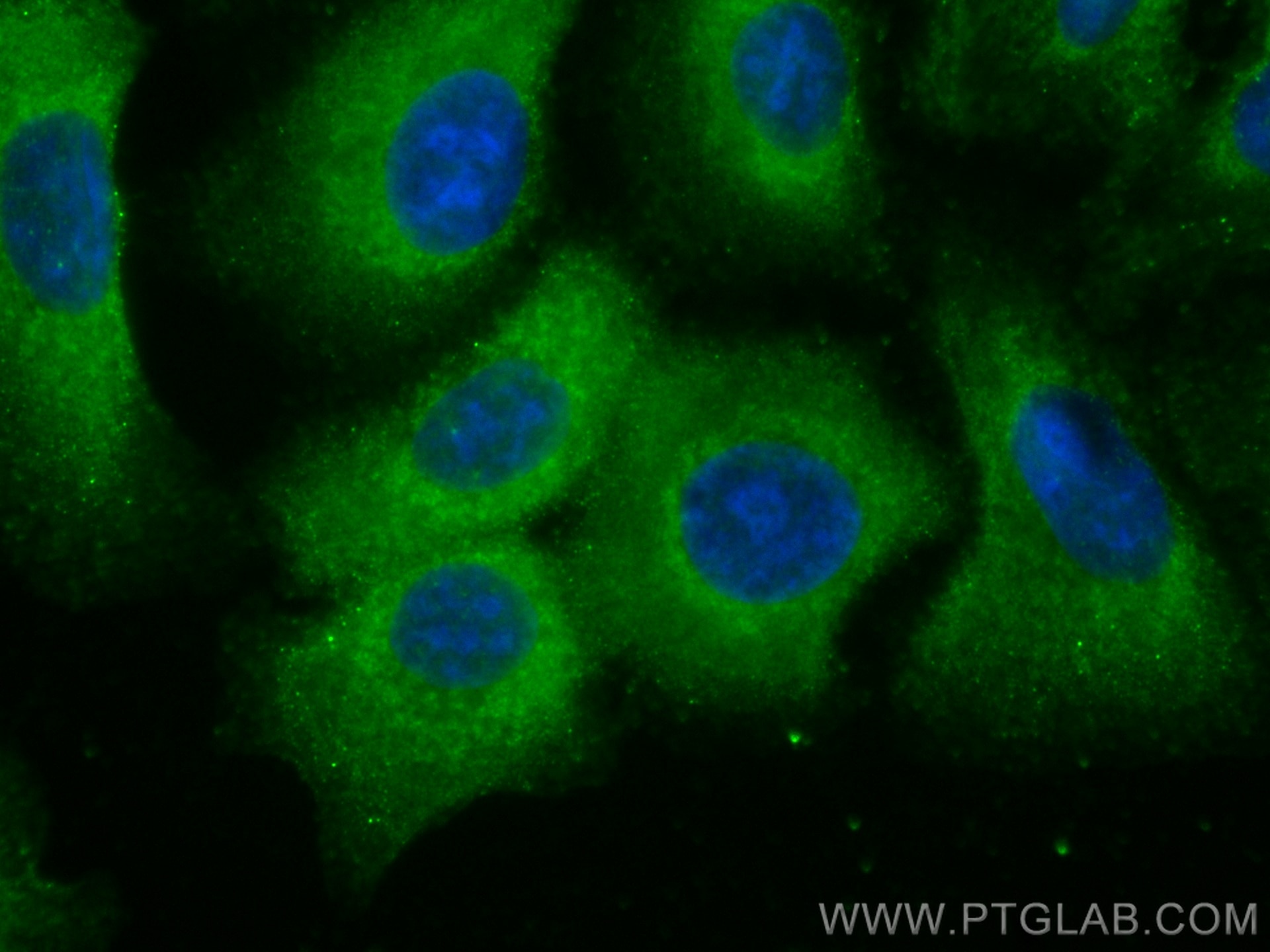 Immunofluorescence (IF) / fluorescent staining of A549 cells using CoraLite® Plus 488-conjugated IDE Monoclonal antib (CL488-67106)
