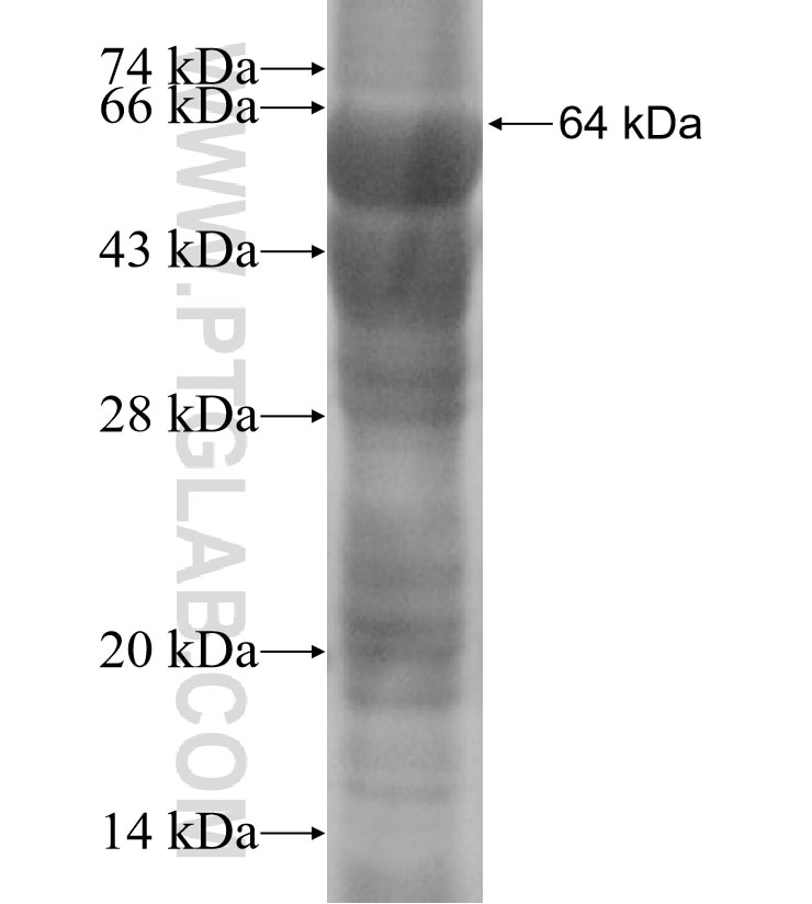 IDE fusion protein Ag16392 SDS-PAGE
