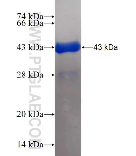 IDE fusion protein Ag17161 SDS-PAGE