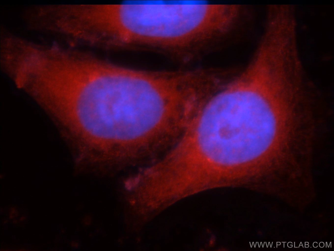 Immunofluorescence (IF) / fluorescent staining of HepG2 cells using IDH1 Polyclonal antibody (12332-1-AP)