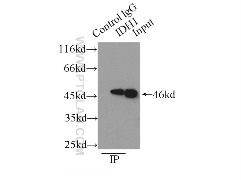 Immunoprecipitation (IP) experiment of MCF-7 cells using IDH1 Polyclonal antibody (12332-1-AP)
