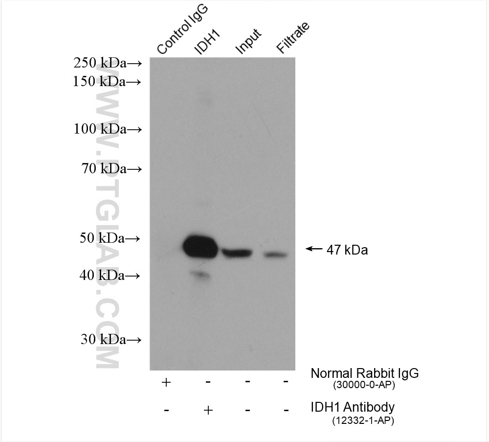 Immunoprecipitation (IP) experiment of HepG2 cells using IDH1 Polyclonal antibody (12332-1-AP)