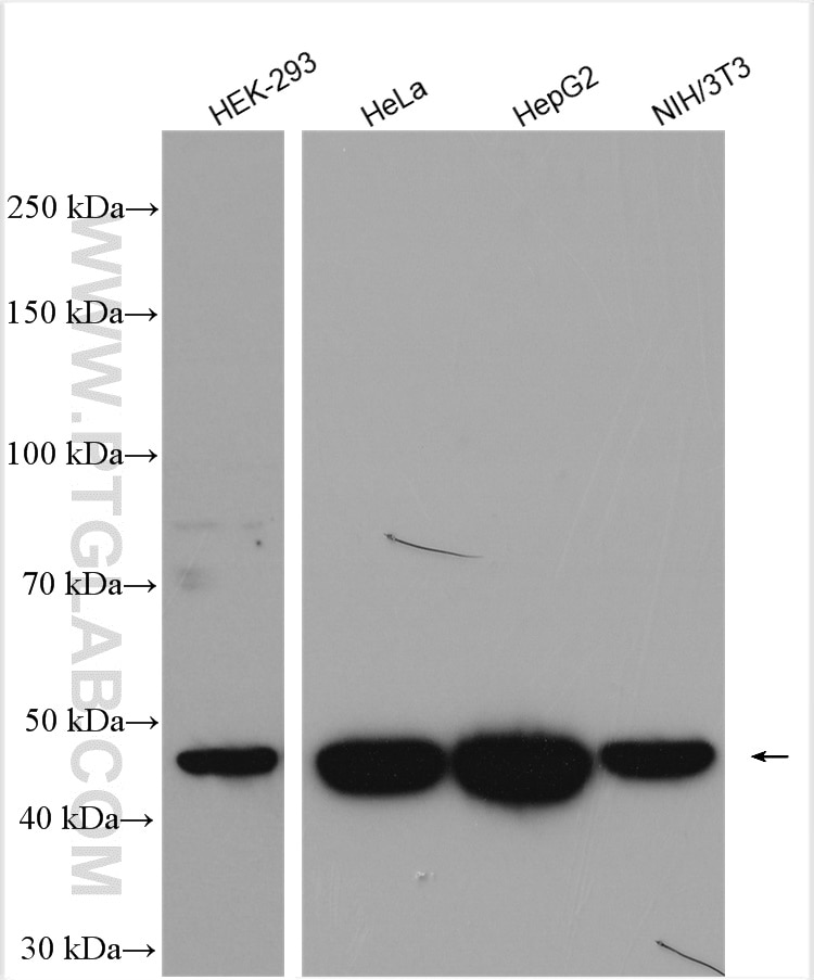 Western Blot (WB) analysis of various lysates using IDH1 Polyclonal antibody (12332-1-AP)