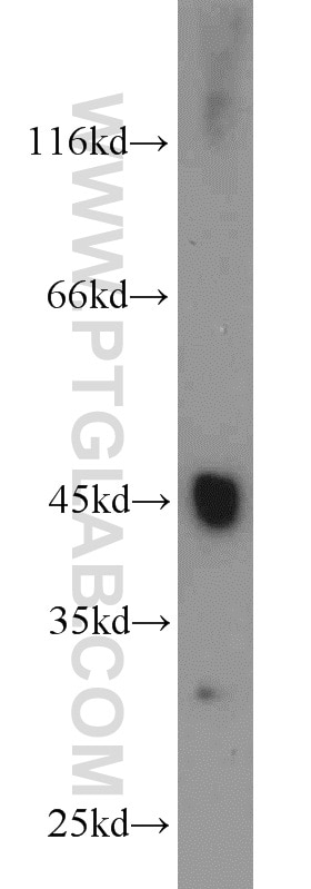 Western Blot (WB) analysis of rat liver tissue using IDH1 Polyclonal antibody (12332-1-AP)
