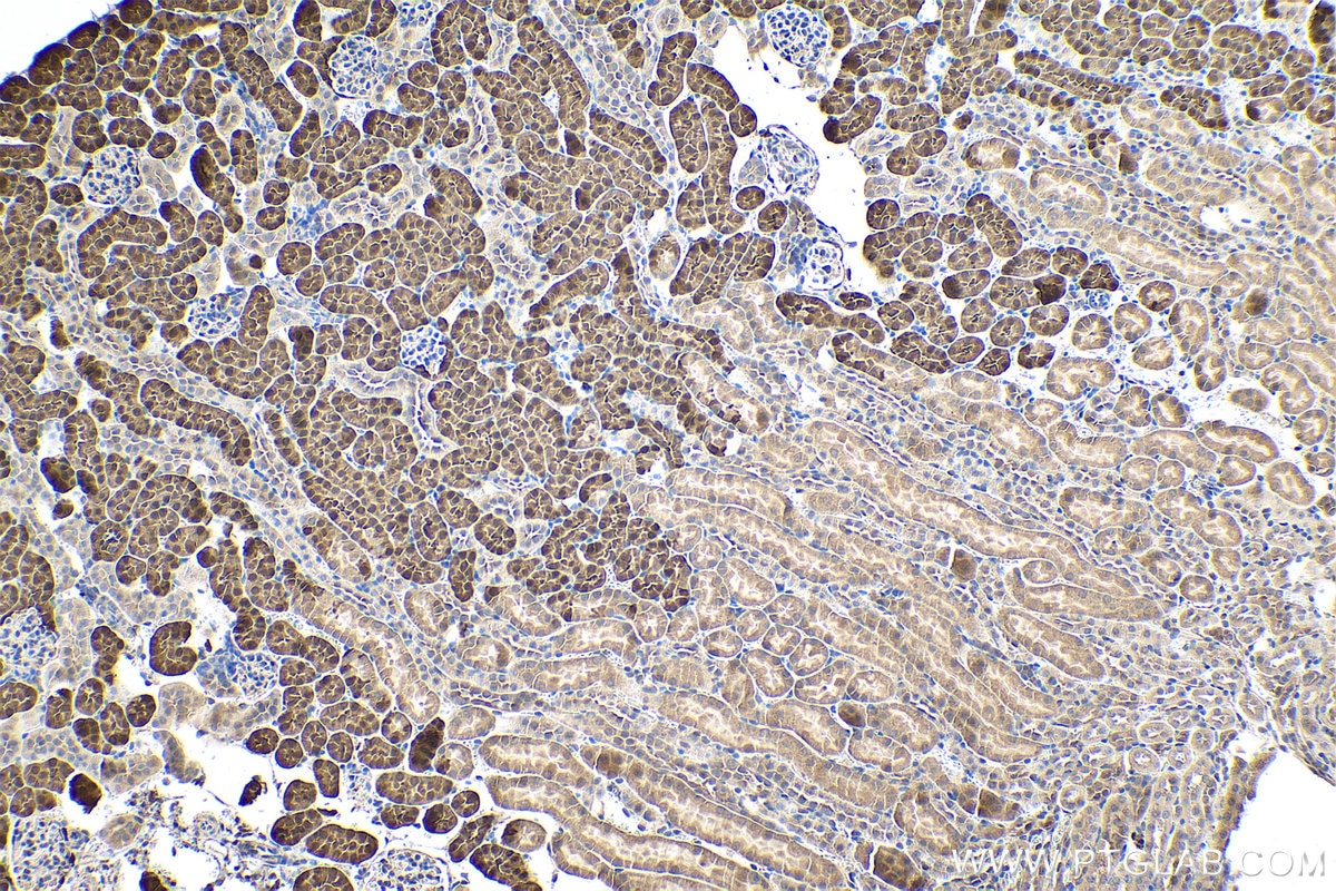 Immunohistochemistry (IHC) staining of mouse kidney tissue using IDH1 Polyclonal antibody (23309-1-AP)