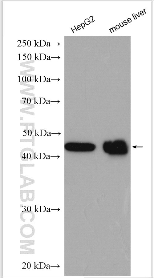 Western Blot (WB) analysis of various lysates using IDH1 Polyclonal antibody (23309-1-AP)