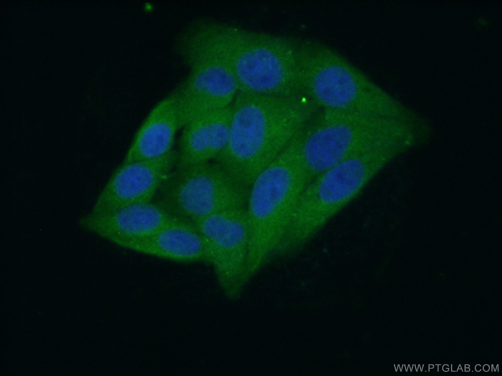 Immunofluorescence (IF) / fluorescent staining of HepG2 cells using IDH1 Monoclonal antibody (66197-1-Ig)