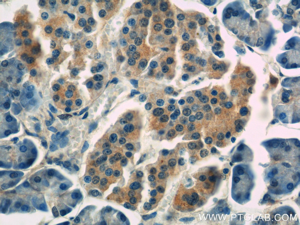 Immunohistochemistry (IHC) staining of human pancreas tissue using IDH1 Monoclonal antibody (66197-1-Ig)