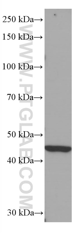 Western Blot (WB) analysis of HeLa cells using IDH1 Monoclonal antibody (66197-1-Ig)