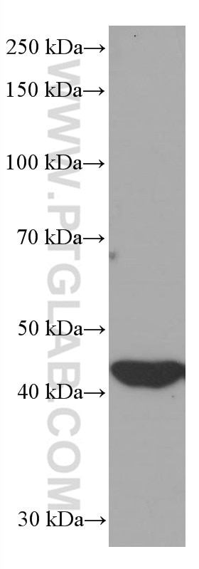 Western Blot (WB) analysis of HepG2 cells using IDH1 Monoclonal antibody (66197-1-Ig)