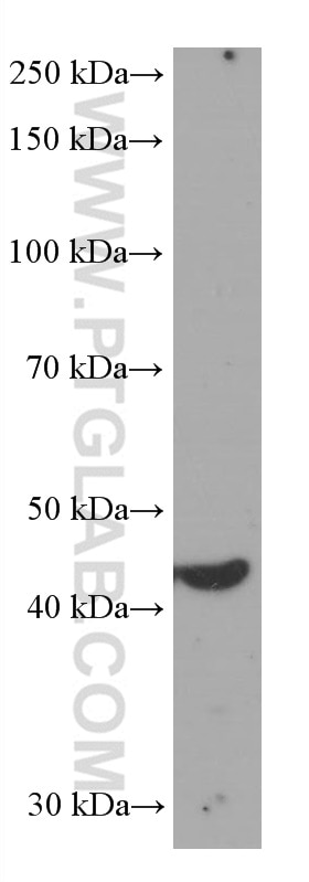 Western Blot (WB) analysis of DU 145 cells using IDH1 Monoclonal antibody (66197-1-Ig)