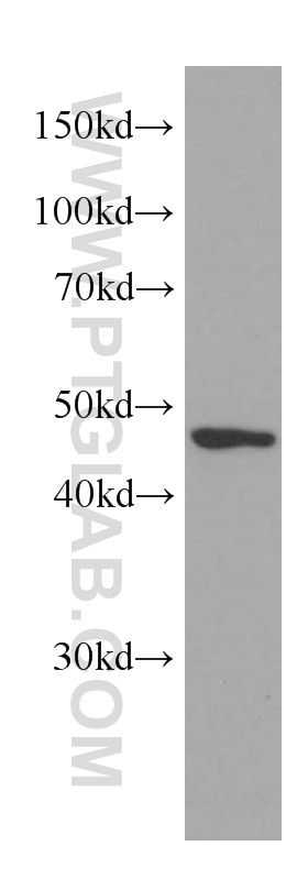 Western Blot (WB) analysis of HepG2 cells using IDH1 Monoclonal antibody (66197-1-Ig)