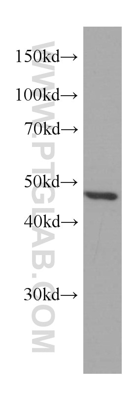 Western Blot (WB) analysis of MCF-7 cells using IDH1 Monoclonal antibody (66197-1-Ig)