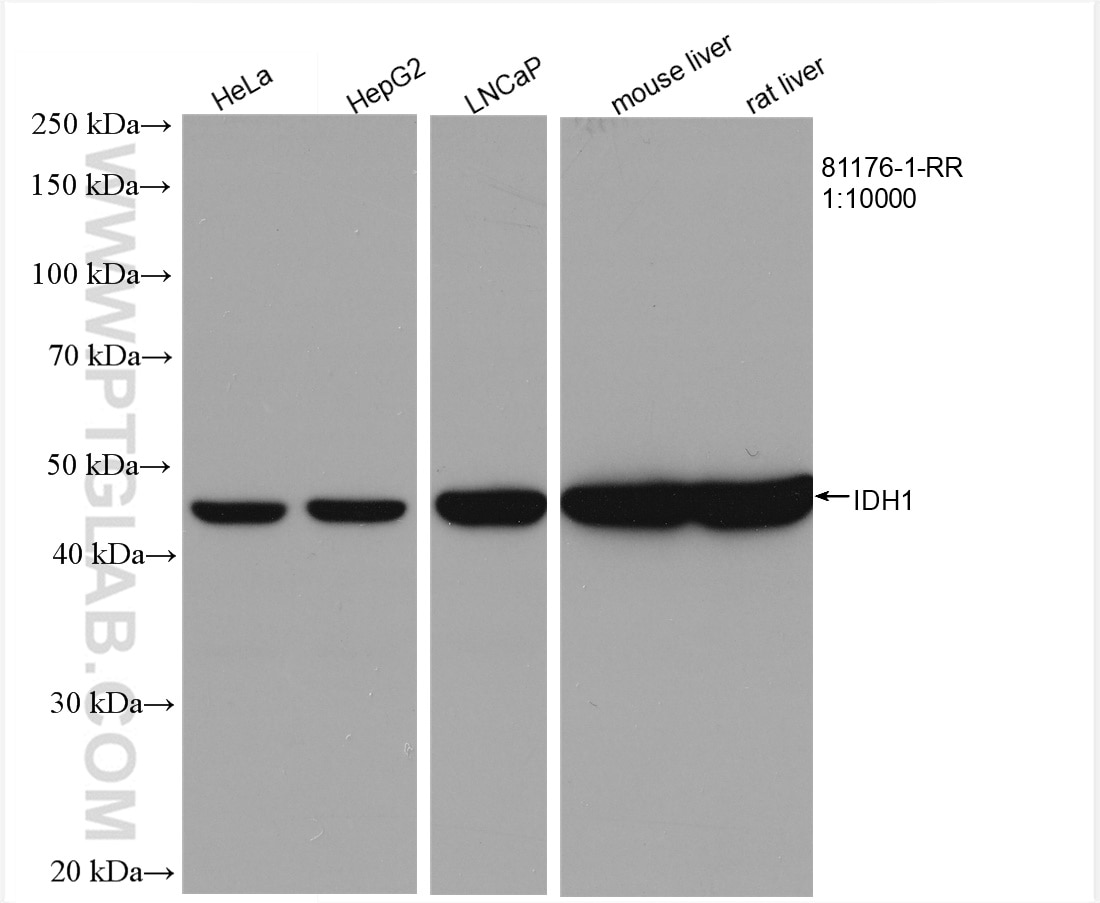 Western Blot (WB) analysis of various lysates using IDH1 Recombinant antibody (81176-1-RR)