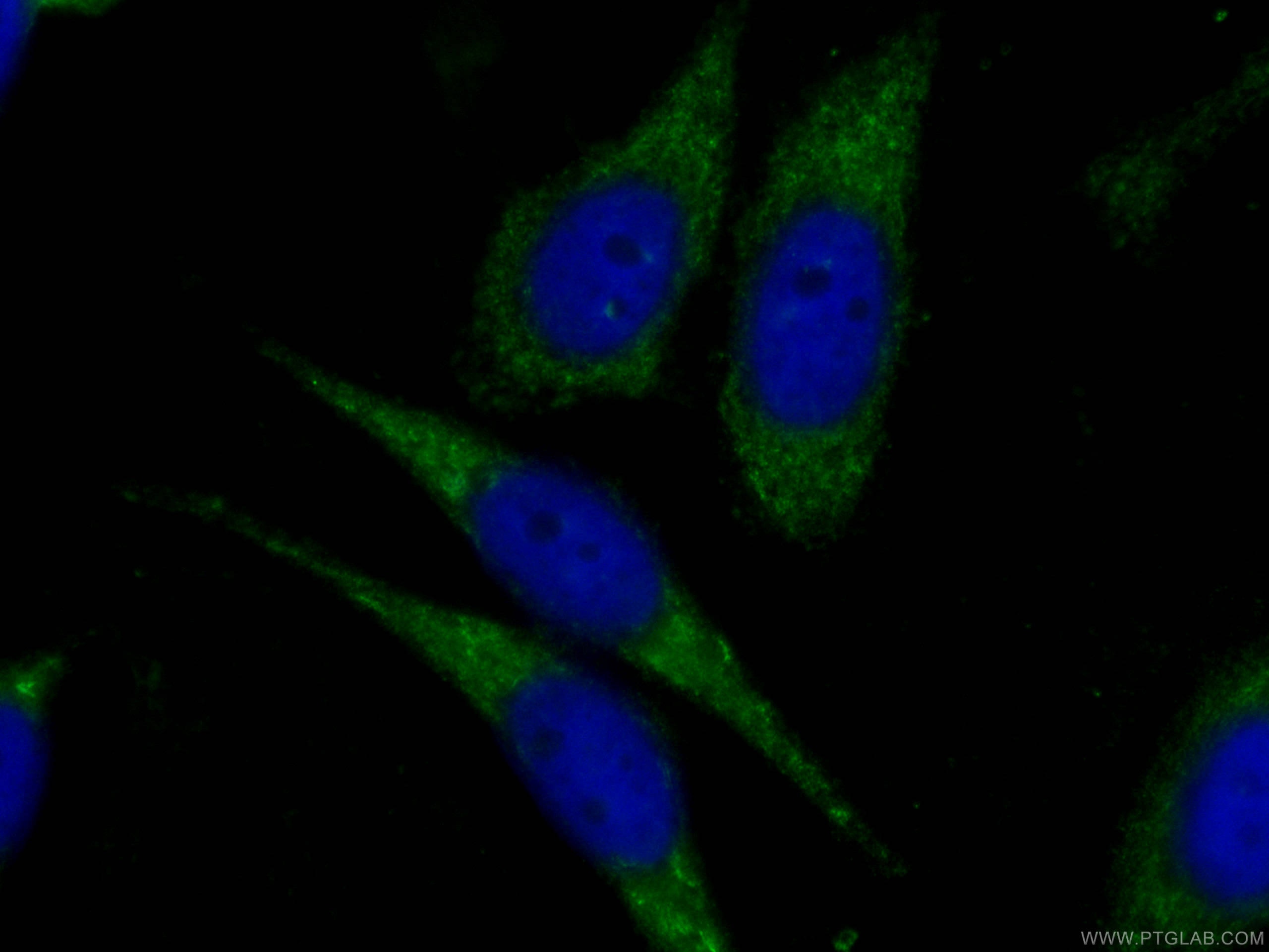 Immunofluorescence (IF) / fluorescent staining of HepG2 cells using CoraLite® Plus 488-conjugated IDH1 Monoclonal anti (CL488-66197)